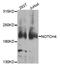 Notch Receptor 4 antibody, STJ110601, St John