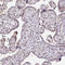 Solute Carrier Family 5 Member 5 antibody, HPA049055, Atlas Antibodies, Immunohistochemistry paraffin image 