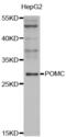 Proopiomelanocortin antibody, abx002196, Abbexa, Western Blot image 