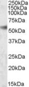 Calcium release-activated calcium channel protein 1 antibody, 46-765, ProSci, Western Blot image 