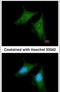 Coatomer Protein Complex Subunit Beta 1 antibody, PA5-29443, Invitrogen Antibodies, Immunofluorescence image 