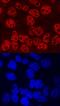 Transcription Factor 12 antibody, MAB69281, R&D Systems, Immunocytochemistry image 