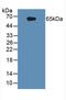 Interleukin 1 Receptor Type 1 antibody, LS-C299429, Lifespan Biosciences, Western Blot image 