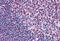MYB Proto-Oncogene, Transcription Factor antibody, MBS247968, MyBioSource, Immunohistochemistry frozen image 
