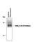 Gamma-Aminobutyric Acid Type A Receptor Alpha4 Subunit antibody, PPS025, R&D Systems, Western Blot image 