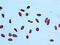 Histone Cluster 4 H4 antibody, CSB-RA010429A05acHU, Cusabio, Immunocytochemistry image 