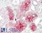 PDZ Domain Containing 3 antibody, LS-B14245, Lifespan Biosciences, Immunohistochemistry paraffin image 