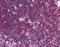 Linker For Activation Of T Cells antibody, 51-355, ProSci, Immunohistochemistry paraffin image 