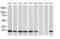 NADH:Ubiquinone Oxidoreductase Subunit B9 antibody, MA5-25458, Invitrogen Antibodies, Western Blot image 