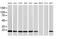 NADH:Ubiquinone Oxidoreductase Subunit B9 antibody, MA5-25458, Invitrogen Antibodies, Western Blot image 