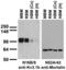 Kv3.1b Potassium Channel antibody, 73-041, Antibodies Incorporated, Western Blot image 