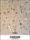 KIAA0417 antibody, 64-101, ProSci, Immunohistochemistry paraffin image 
