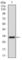 CD24 Molecule antibody, abx015795, Abbexa, Western Blot image 