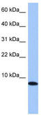 Transition Protein 1 antibody, TA335779, Origene, Western Blot image 