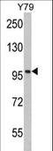 Karyopherin Subunit Beta 1 antibody, LS-B11745, Lifespan Biosciences, Western Blot image 