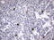 Ubiquitin Specific Peptidase 48 antibody, LS-C793834, Lifespan Biosciences, Immunohistochemistry paraffin image 