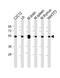 Tubulin Beta 1 Class VI antibody, 61-321, ProSci, Western Blot image 