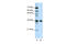 Musashi RNA Binding Protein 2 antibody, 29-496, ProSci, Immunohistochemistry frozen image 