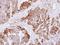 Cystathionine-Beta-Synthase antibody, LS-C186298, Lifespan Biosciences, Immunohistochemistry paraffin image 