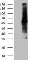 Calcium/calmodulin-dependent protein kinase type II subunit beta antibody, CF808345, Origene, Western Blot image 