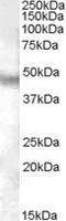 Neuropeptide FF Receptor 1 antibody, TA303336, Origene, Western Blot image 