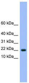 Nuclear Transport Factor 2 Like Export Factor 1 antibody, TA334467, Origene, Western Blot image 