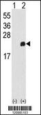 Peroxiredoxin 1 antibody, 61-601, ProSci, Western Blot image 