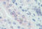 Alpha-Methylacyl-CoA Racemase antibody, MBS245351, MyBioSource, Immunohistochemistry frozen image 