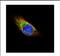 Tubulin Alpha 1b antibody, NBP2-20761, Novus Biologicals, Immunocytochemistry image 