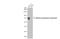 Alkaline Phosphatase, Intestinal antibody, GTX112100, GeneTex, Western Blot image 