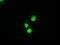 Mitogen-Activated Protein Kinase Kinase 4 antibody, TA500403, Origene, Immunofluorescence image 