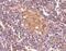 CD5 Molecule Like antibody, NBP1-76699, Novus Biologicals, Immunohistochemistry frozen image 