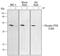 Phosphatase And Tensin Homolog antibody, AF2838, R&D Systems, Western Blot image 