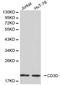 CD3d Molecule antibody, LS-C192500, Lifespan Biosciences, Western Blot image 