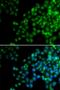 Enhancer Of Polycomb Homolog 1 antibody, orb178584, Biorbyt, Immunofluorescence image 