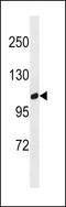 G Protein-Coupled Receptor Class C Group 6 Member A antibody, LS-B9471, Lifespan Biosciences, Western Blot image 