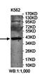 Serum paraoxonase/lactonase 3 antibody, orb78476, Biorbyt, Western Blot image 