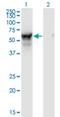 N-Myristoyltransferase 2 antibody, H00009397-M01, Novus Biologicals, Western Blot image 