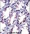 Early Endosome Antigen 1 antibody, LS-C167629, Lifespan Biosciences, Immunohistochemistry frozen image 