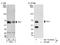 MAPK Associated Protein 1 antibody, NB110-40424, Novus Biologicals, Western Blot image 