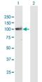 Protocadherin Gamma Subfamily A, 10 antibody, H00056106-B01P, Novus Biologicals, Western Blot image 