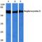 IQ Motif Containing B1 antibody, PA5-36484, Invitrogen Antibodies, Western Blot image 