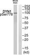 Dynamin 1 antibody, PA5-39763, Invitrogen Antibodies, Western Blot image 