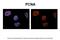 PCNA antibody, 31-033, ProSci, Immunohistochemistry paraffin image 