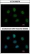 Mitotic Arrest Deficient 1 Like 1 antibody, GTX105079, GeneTex, Immunofluorescence image 