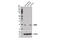 Cold-inducible RNA-binding protein antibody, 13713S, Cell Signaling Technology, Western Blot image 