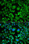 Ubiquitin Conjugating Enzyme E2 H antibody, 22-879, ProSci, Immunofluorescence image 