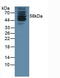 Karyopherin Subunit Alpha 1 antibody, LS-C294983, Lifespan Biosciences, Western Blot image 