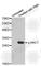 Rac Family Small GTPase 1 antibody, AP0442, ABclonal Technology, Western Blot image 