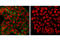 SEC31 Homolog A, COPII Coat Complex Component antibody, 13466S, Cell Signaling Technology, Immunofluorescence image 